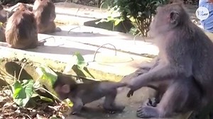 Baby monkey tries to adorably escape mom's clutch