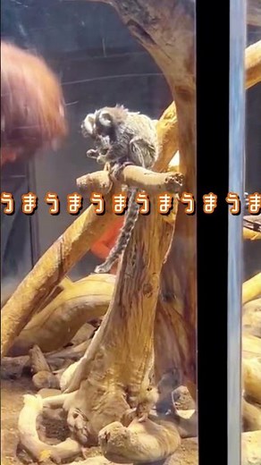 #コモンマーモセット #お掃除 #おやつ #水族館 #カワスイ #shorts