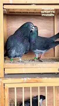 Black chequer breeders #pigeon #birds #kalapati #kabootar #racingpigeon #kabutar #pigeons #animals