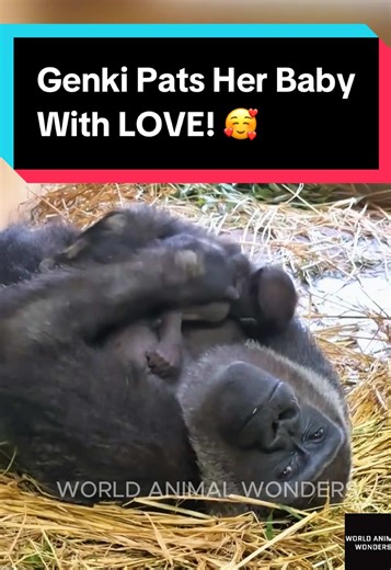 Genki the Gorilla Pats Her Baby with Love