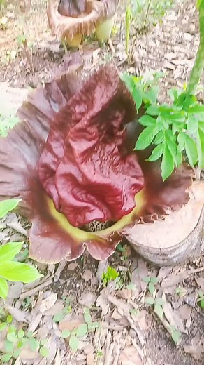 Bunga bangkai | Diva Flower