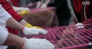 Stop the YuLin Dog Meat Festival ( 停止廣西玉林狗肉节)