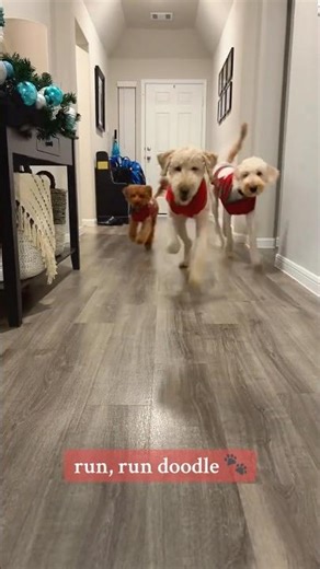 Run, Run, Rudolph… the Doodles Are Coming Through! 🐾🎄 #dogs #cute #funny #viral #shorts #like #fyp