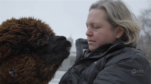 12K views · 227 reactions | In the season premiere of Wisconsin Life, River Falls agrotourism farmer Kerri Harting makes time to spread the joy of animals and farming through alpacas and other fluffy friends at Eagle Eye Farm. The full episode airs 7 p.m. Thursday, Oct. 9, on PBS Wisconsin, pbswisconsin.org/wilife/ and on the free PBS app on all digital devices and smart TVs and right here on Facebook! | PBS Wisconsin | Facebook