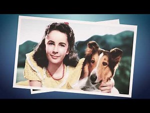 Most Famous Dogs in Cinema | Hollywood Movies Canine Actors