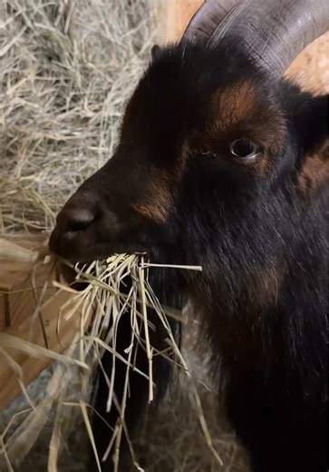 Movie night with Feral Frank! #feralfrank #crownfoxhabitat #goat #farmlife #goatel