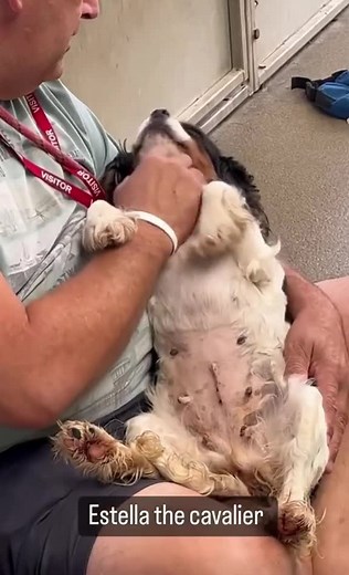 Ahead of some new arrivals at the rescue this week, we wanted to highlight some of our current residents waiting patiently for their forever homes 🏡 All of these dogs and their information and application forms can be found on the link below ⬇️ https://www.manytearsrescue.org/dogslookingforhomes.php | Many Tears Animal Rescue