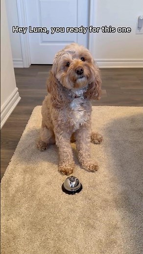 My Dog Actually Does Math 😳