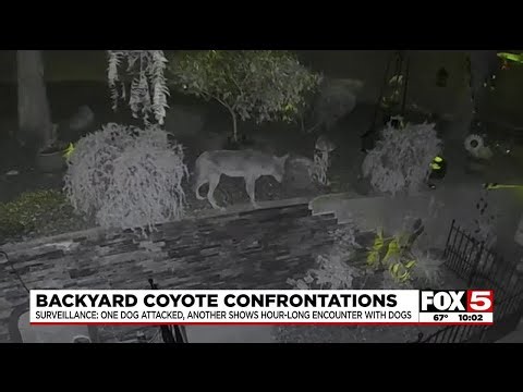 Henderson surveillance video captures coyote encounter with dog