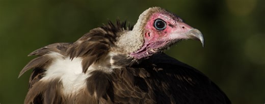Why vultures matter – and what we lose if they’re gone - Unews