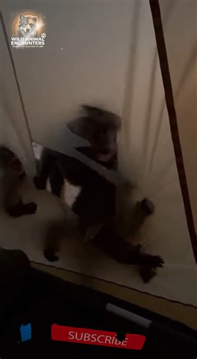 Wild Animal Encounters on Instagram: "POV: You thought baboons were just cheeky... until they attacked your tent. Their hands reaching through that tear? Pure primal fear. #wildlife #WildAnimalEncounters #Baboons #SafariCamp #AFRICA #TentAttack #Nightmare"