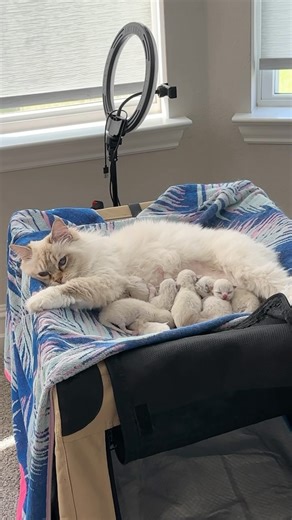 Summer loves her new role as grandma | Pearl's Ragdolls