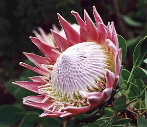 Protea - Alchetron, The Free Social Encyclopedia