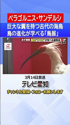 [#BirdExhibition] The ancient giant seabird "Pelagornis sandersi" hangs overhead, with a wingspan...