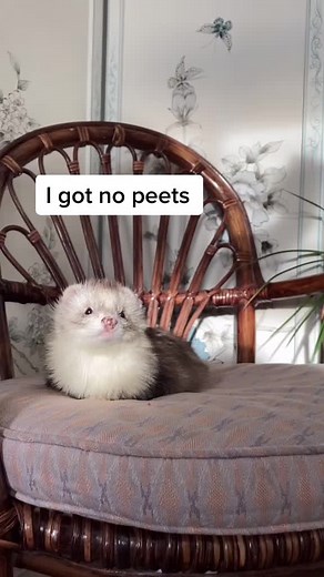 Adorable Ferret Cuteness Overload! 😍