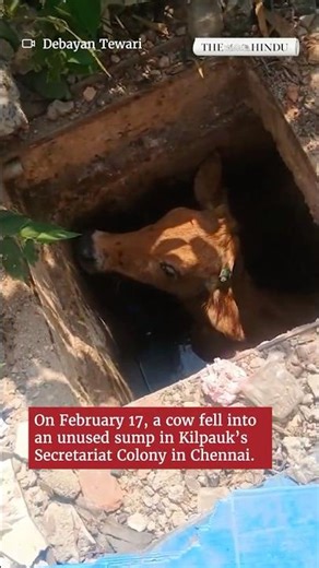 Cow rescued from death trap sump in Kilpauk, Chennai