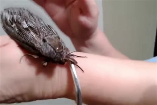🌟🦋 The Size of This Giant Wood Moth! | FeedMyCuriosity