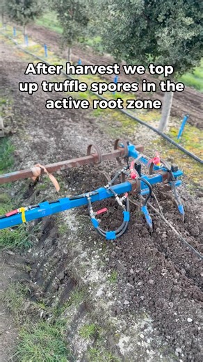 Calvin the Truffle Farmer | Soil inoculation is one of the few things in truffle farming that is genuinely repeatable. After harvest, we are not trying to “force”... | Instagram