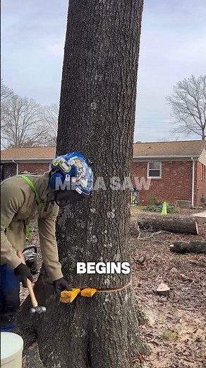 Watch a Pro Arborist Take Down a Giant Tree with Precision