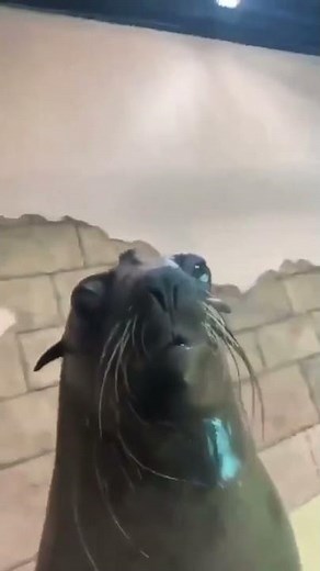 Dolphin smiling meme