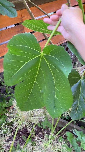 1.3M views · 6.4K reactions | You can wait till the leaves fall if...