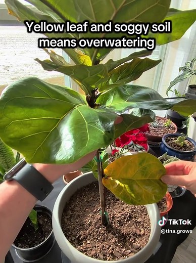Understanding Yellow Leaves on Fiddle Leaf Figs