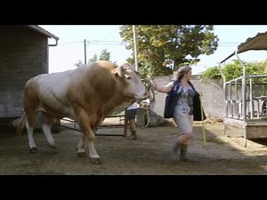 Histoire Métiers - Véronique, éleveuse de bovins