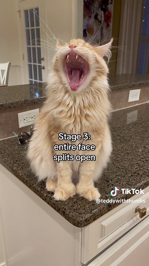 Teddy with ✨Thumbs✨ on TikTok