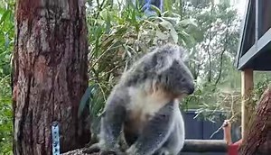 Miss Matilda was a busy girl today doing lots of jumping and exploring. Just love the wiggly, fluffy butt walk. 🥰 | Koalas of Raymond Island