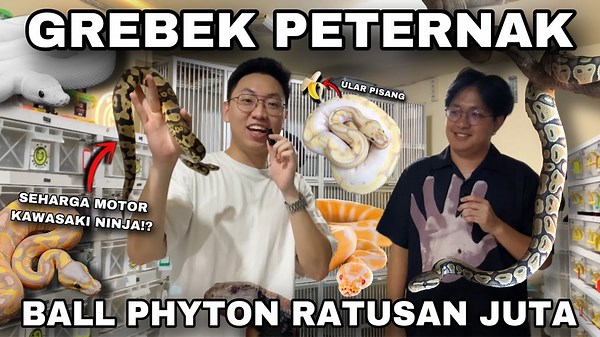 Sejuta Pon Ular Piton Bola—Pabrik Ular Rumahku Terungkap!