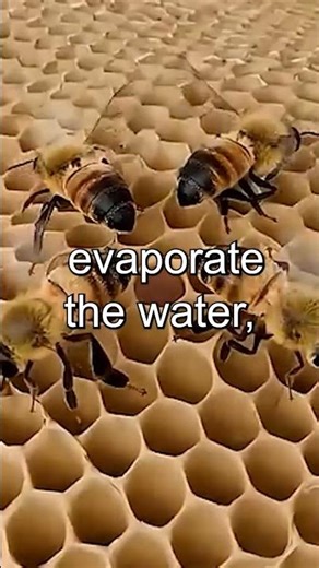 Is Honey Bee Poop? The Truth About Honey 🍯🐝