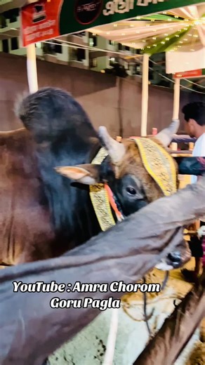 #TheHomeofGoruLovers #Cattle #Brahman #Holstein #Ranch #Cow #Bulls #BoroGoru #Gyr #CowsofTiktok #agro #ranch #ranchlife #goru #borogoru #giantbull #hugebulls #cow #cowsofinstagram #sindi #bigbulls #Fyp #mks #shohagkhanmks #thehomeofgorulovers #guyWithTheBigCows #mahbullahKhanShohag
