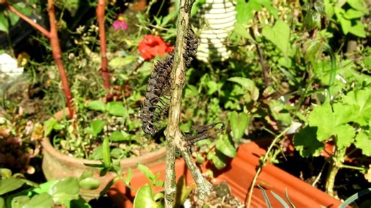 Free video - Insect, Worm, Garden, Colombia