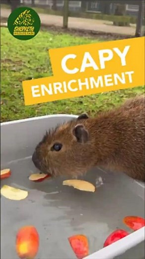 Apple Bobbing Capybara Enrichment