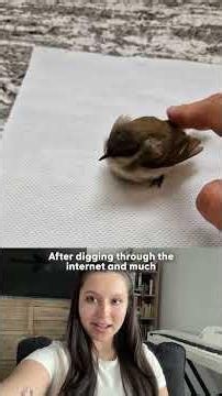 Man Uses ChatGPT to Save Tiny Bird Shaking On Ground | The Dodo