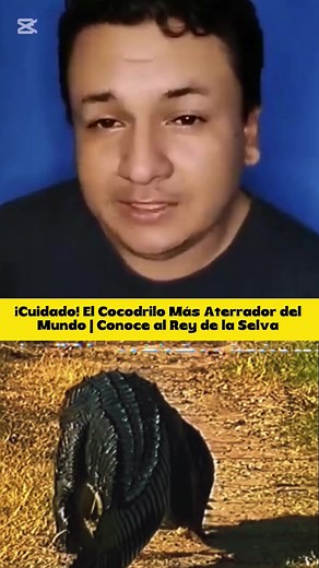 1K views · 12 reactions | ¡Cuidado! El Cocodrilo Más Aterrador del Mundo | Conoce al Rey de la Selva | Grito del Silencio | Facebook
