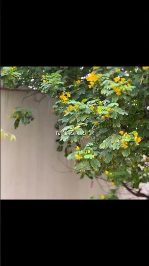 Mastani👑💃 Asthatic Status | Chill Vibezs