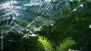 Native New Zealand Silver Tree Ferns (ponga or punga in the Maori language), moving in the wind in a sub-tropical rain-forest. The Silver Fern is a national symbol of New Zealand.