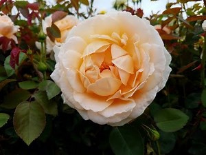 David Austin Roses - Tamora - An English Old Rose Hybrid