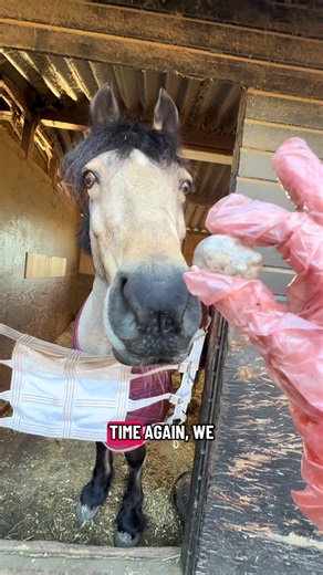 Understanding Equine Hygiene Practices