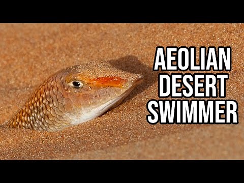 What Exactly Is: Sandfish | The Sand-Swimmer