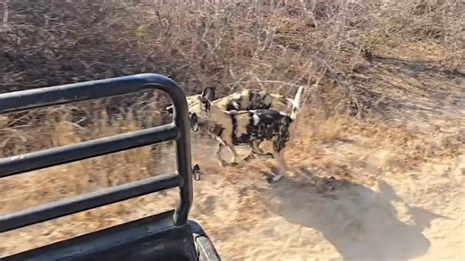 1.7K views · 54 reactions | The wild dogs are always ready for their meat and will happily keep up with the truck to get it. In the wild, the dogs work together as a pack to bring down their prey and will often pursue their prey over a distance of kilometres at a time. | Wildlife Conservation Trust | Facebook