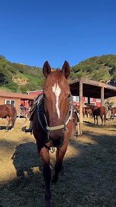 BANANA !🍌 | Sunset Ranch Hollywood