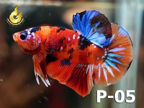 P-05 KOI FANCY