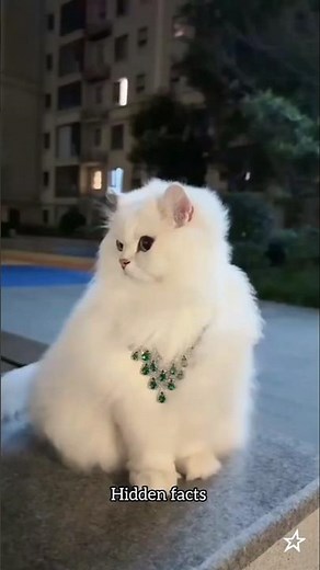 Top 4 Cutest Cats Breeds in The World!😱