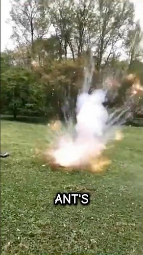 Ant That Explodes to Protect Its Colony