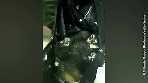 10K views · 297 reactions | Seven spider monkeys were found hidden inside a backpack in an attempt to smuggle them through the southern border of the United States on July 30 | Reuters | Facebook