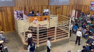 11 reactions | 44 Farms Fall Bull Sale Cameron, TX 623 Angus Bulls avgd $11,184 | Western Livestock Journal | Facebook