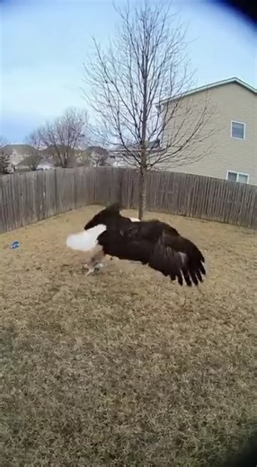 5.9K views · 18 reactions | Eagle Grabs Dog From Porch | StorIRL | Facebook