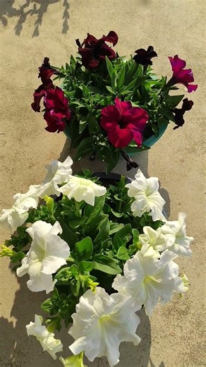 Petunia plant in my rooftop garden | Petunia update | Petunia care #petunia #petuniaflower